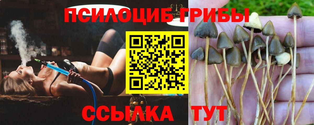 Псилоцибиновые грибы Psilocybine cubensis Красноуфимск